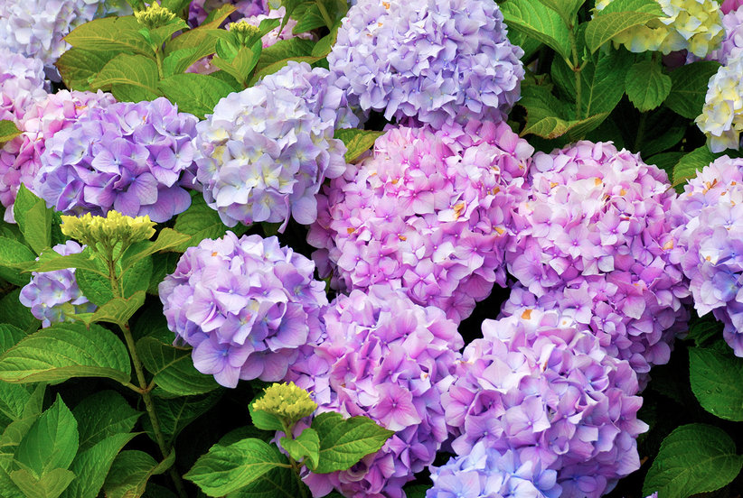 Multi Colored Hydrangea Bush With Blooms
